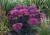 sedum-thunderhead_71837_2.jpg