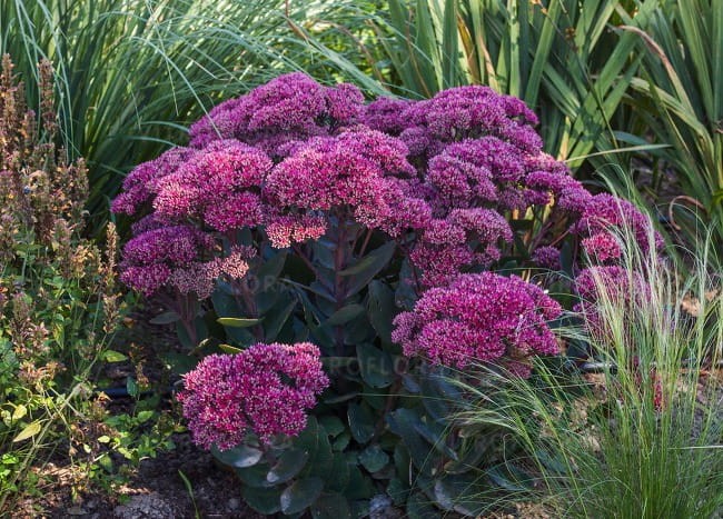 sedum-thunderhead_71837_2.jpg