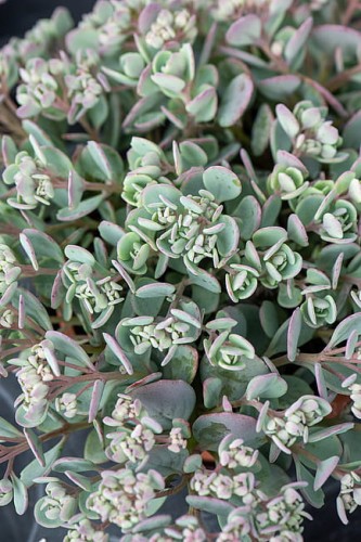 sedum-lidakense_4.jpg