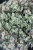 sedum-lidakense_4.jpg