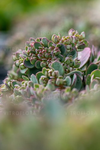 sedum-lidakense_3.jpg
