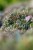 sedum-lidakense_3.jpg
