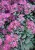 sedum-lidakense_71888_2.jpg
