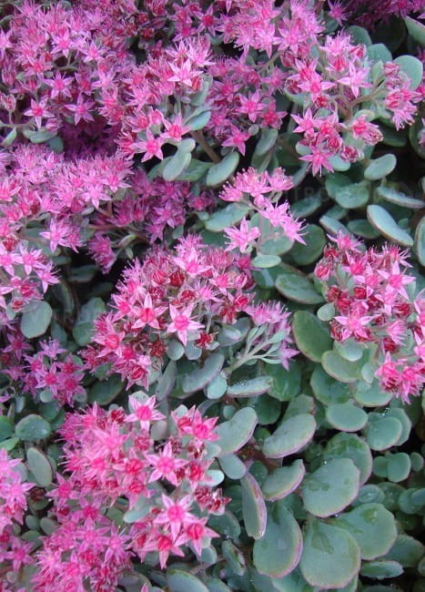 sedum-lidakense_71888_2.jpg