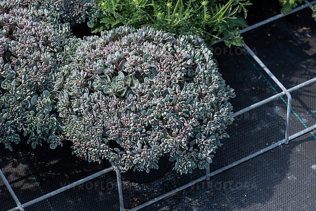 sedum-lidakense_1.jpg