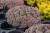 sedum-lidakense_2.jpg