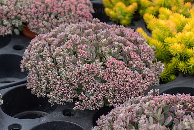sedum-lidakense_2.jpg