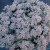 sedum-lidakense_71888_1.jpg