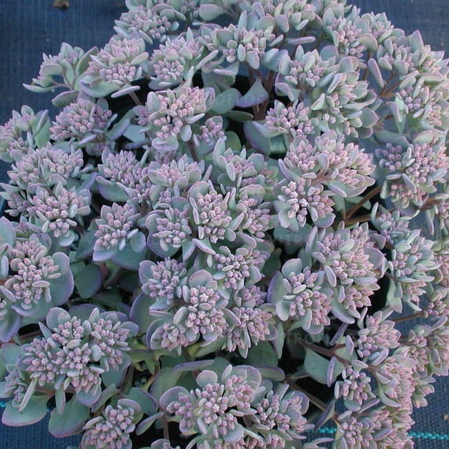 sedum-lidakense_71888_1.jpg