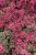 sedum-lidakense_5.jpg