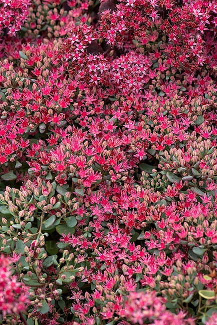 sedum-lidakense_5.jpg