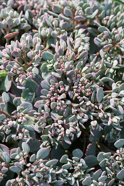 sedum-lidakense_6.jpg
