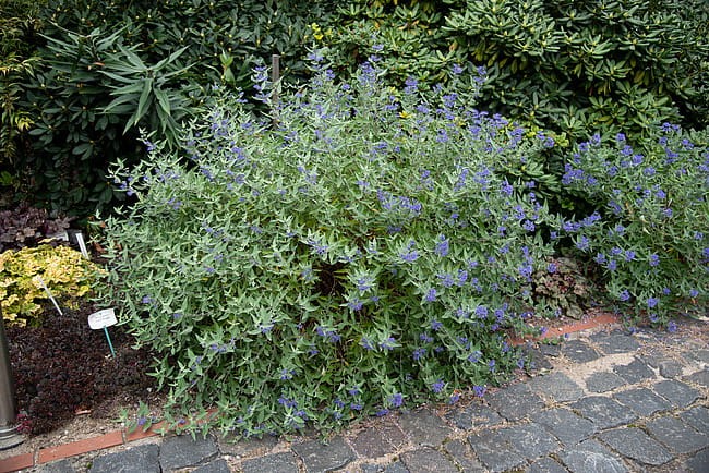 caryopteris-dark-knight_2 (2).jpg