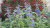 caryopteris-dark-knight_5.jpg