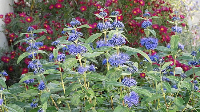 caryopteris-dark-knight_5.jpg