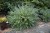 caryopteris-dark-knight_2 (1).jpg