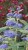 caryopteris-dark-knight_4.jpg