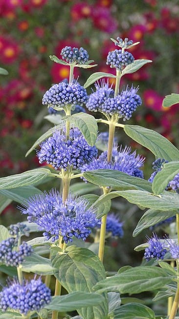 caryopteris-dark-knight_4.jpg