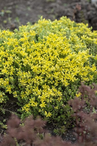 byliny-i-trawy_mat-forming-habit_70461_4.jpg