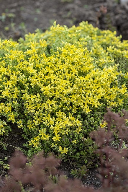 byliny-i-trawy_mat-forming-habit_70461_4.jpg