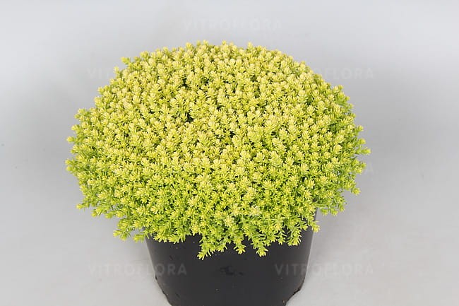 byliny-i-trawy_mat-forming-habit_70461_1.jpg