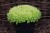 byliny-i-trawy_mat-forming-habit_70461_2.jpg