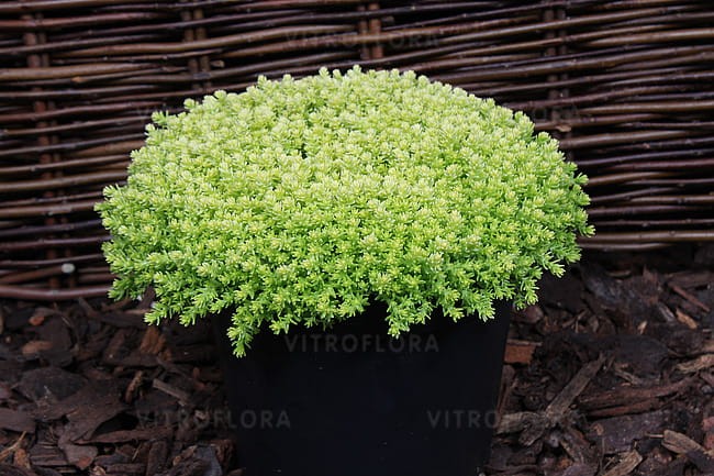 byliny-i-trawy_mat-forming-habit_70461_2.jpg