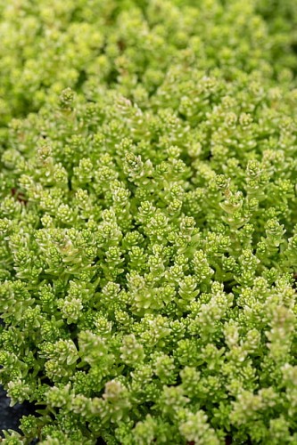 byliny-i-trawy_mat-forming-habit_70461_3.jpg