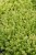 byliny-i-trawy_mat-forming-habit_70461_3.jpg