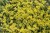 byliny-i-trawy_mat-forming-habit_70461_5.jpg