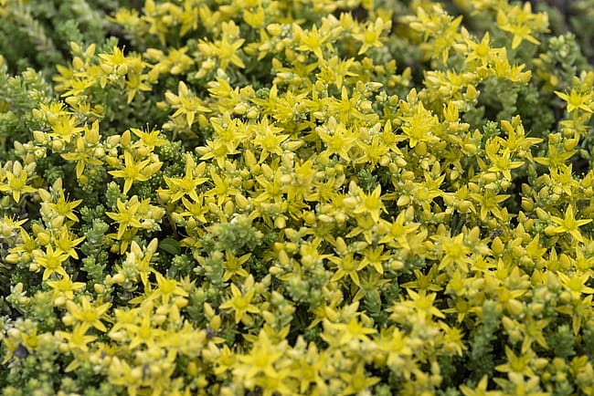 byliny-i-trawy_mat-forming-habit_70461_5.jpg