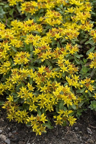 byliny-i-trawy_mat-forming-habit_75285_3.jpg