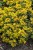 byliny-i-trawy_mat-forming-habit_75285_3.jpg
