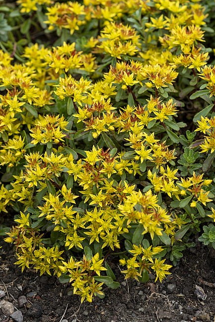 byliny-i-trawy_mat-forming-habit_75285_3.jpg