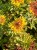 byliny-i-trawy_mat-forming-habit_75285_2.jpg