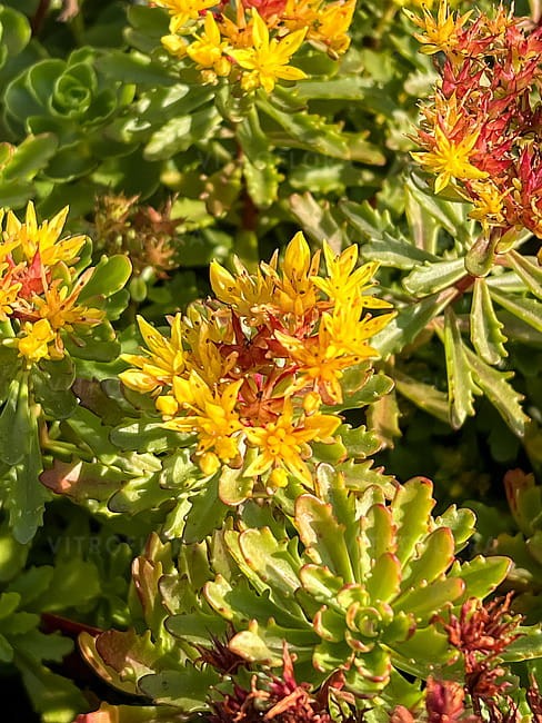 byliny-i-trawy_mat-forming-habit_75285_2.jpg