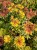 byliny-i-trawy_mat-forming-habit_75285_1.jpg