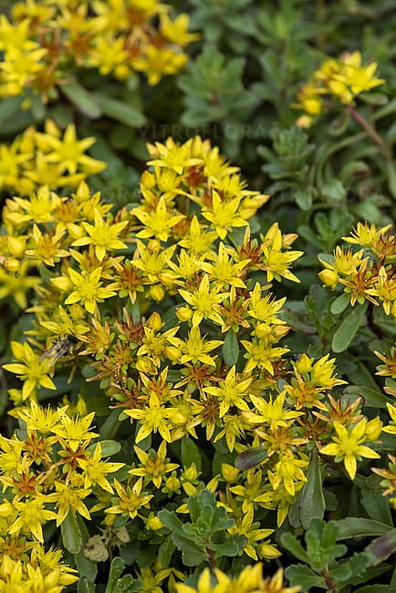byliny-i-trawy_mat-forming-habit_75285_4.jpg