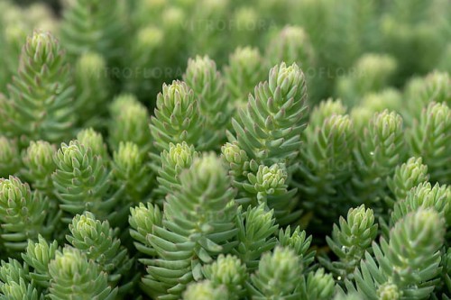 sedum-blue-spruce_5.jpg