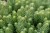 sedum-blue-spruce_5.jpg