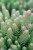 sedum-blue-spruce_4.jpg