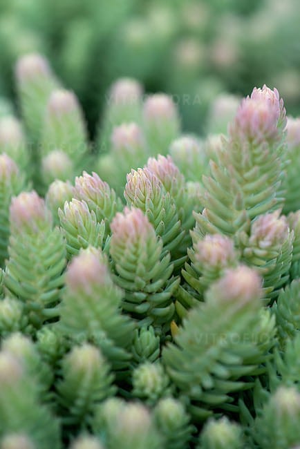 sedum-blue-spruce_4.jpg