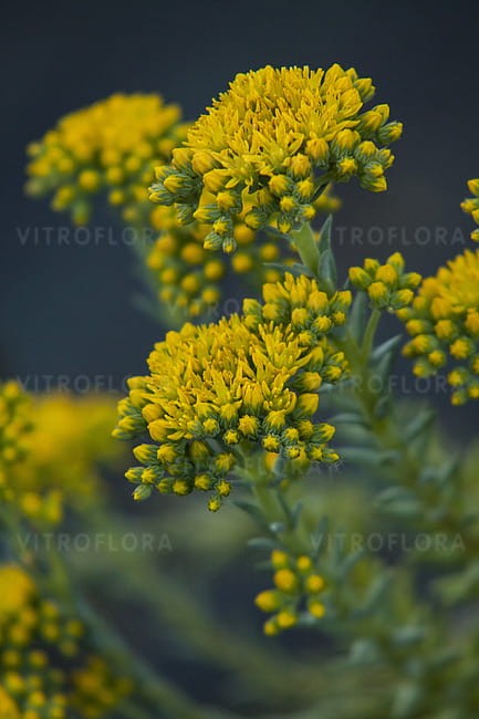 sedum-blue-spruce_3.jpg