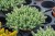 sedum-blue-spruce_1.jpg