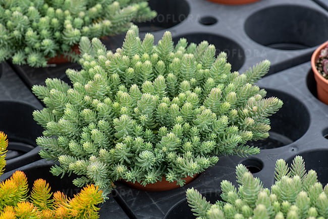 sedum-blue-spruce_1.jpg