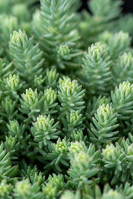 sedum-blue-spruce_2.jpg