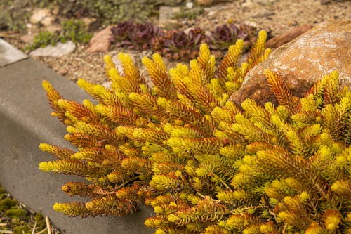 sedum-gold_6.jpg