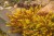 sedum-gold_6.jpg
