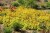 sedum-gold_5.jpg