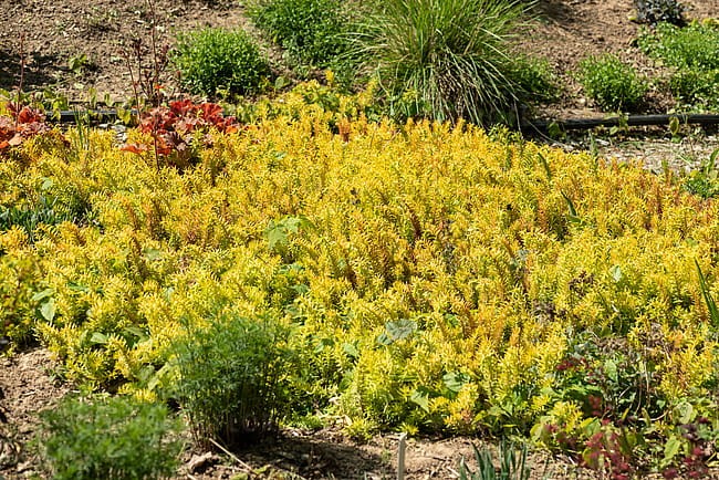 sedum-gold_5.jpg